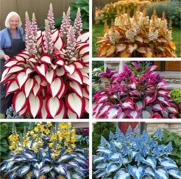🍃Rare Hosta Seeds🌿