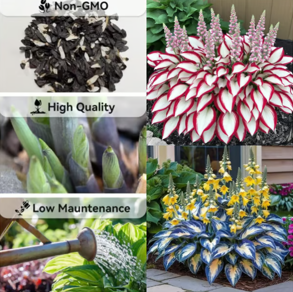 🍃Rare Hosta Seeds🌿