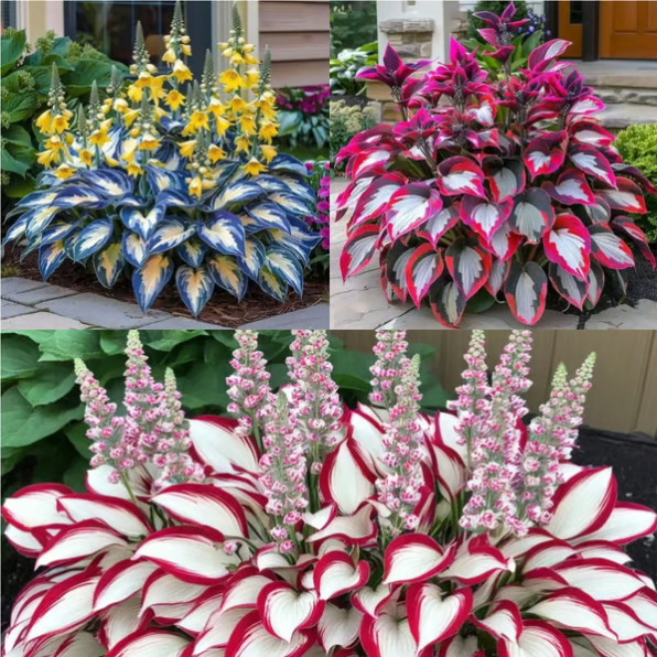 🍃Rare Hosta Seeds🌿