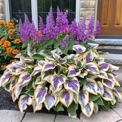 🍃Rare Hosta Seeds🌿