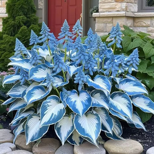 🍃Rare Hosta Seeds🌿