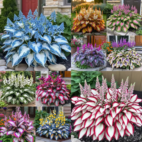 🍃Rare Hosta Seeds🌿